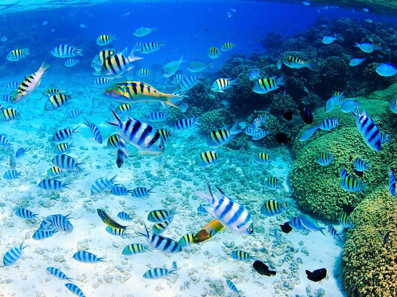 透明度が高い沖縄の美ら海を満喫！